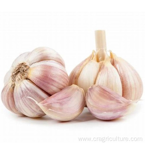 Wholesale New Red Garlic Seeds Price